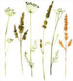 Wild Plants Herbs