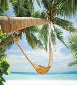 Ocean Sandy Shore Palm