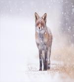 Rural Field Snow Stormy