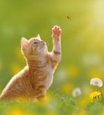 Ladybug Cats Dandelions