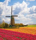Abundant Field Flora