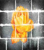 Warm Rose Brick Wall