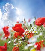 Spring Meadow
