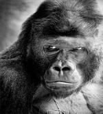 Ape Portrait Photography