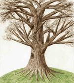 Sketch Nature