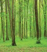 Forest in a Sunny Day