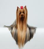 Groomed Hair