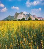 Sunhemp Flowers in a Meadow