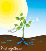 Sun Molecule Chain