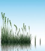 Scenery Lake Bushes