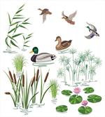 Lake Animals Plants