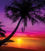Palm Shadow at Sunset