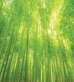 Exotic Wildlife Plants