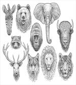 Composition of Animal Heads