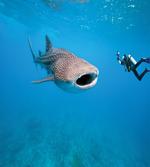 Giant Fish Ocean Diving