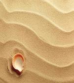 Seashells Yellow Sand
