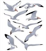 Flying Seagulls Cartoon