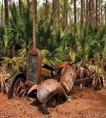Tropical Forest Palms