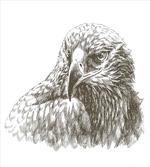 Eagle Wildlife Art artwork