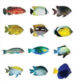 Sea Creatures Nautical