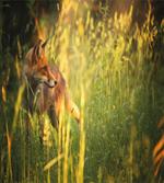 Vixen Mammal Summer Forest