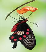 Open Cocoon