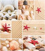 Seashells Starfishes