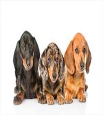 Different Color Dogs Lays