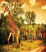 Safari Animals