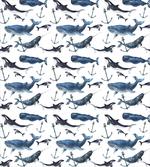 Orcas and Blue Whales
