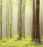 Misty Beech Forest Photo