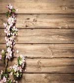 Blooming Orchard Spring