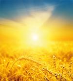 Harvest Wheat