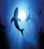 Fishes Circling in Ocean