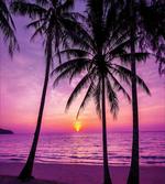 Palms Silhouette Purple