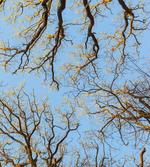 Vibrant Sky with Trees
