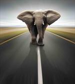 Wild Animal on Highway