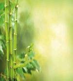 Bamboos Green Trees