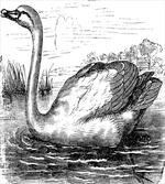 Hand Drawn Swan Design