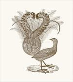 Hand Drawn Lyrebird Sketch