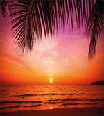 Coconut Palm Tree Leaf