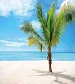 Coconut Palm at Beach