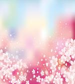 Dreamy Cherry Blossoms