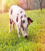 Baby Pig with Spots