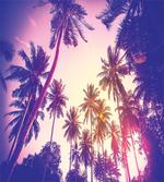 Tropic Island Sunset