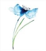 Cornflower Botany