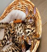 Bengal Cats in Basket artwork