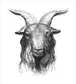 Wild Ruminant Mammal Head