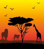 Savannah Animals Sunset