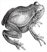 Engraved Amphibian Fauna Art